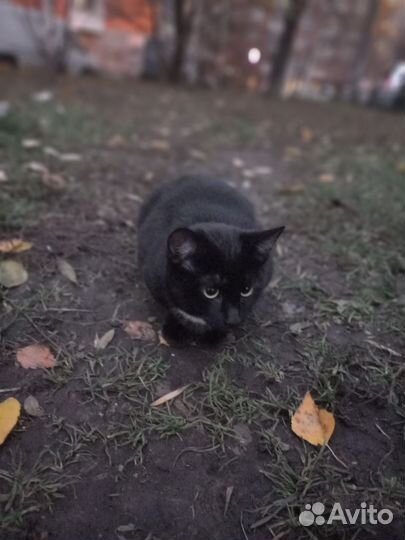 Отдам кота в добрые руки