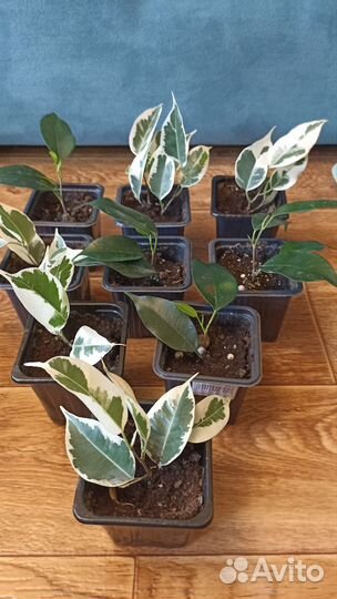 Фикус бенджамина