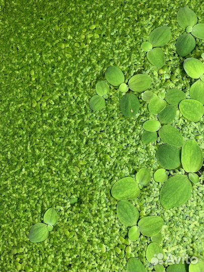 Обмен Растение Ряска и Пистия