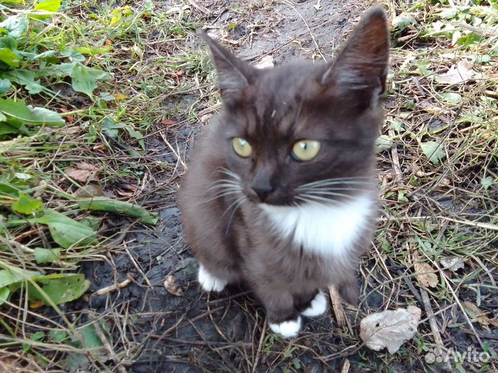 Котята в добрые руки бесплатно