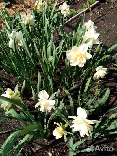 Луковицы нарциссов