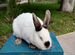 Белый панон Колифорнийские кролики