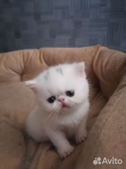 Котик 1,5 мес