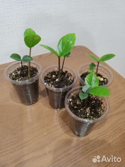 Комнатные растения