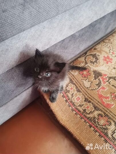 Котята ищут дом