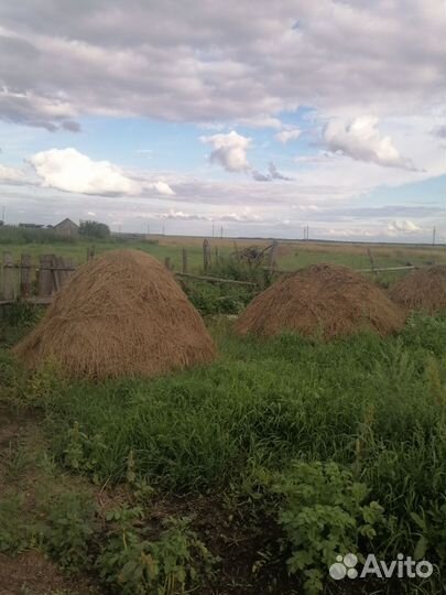 Сено