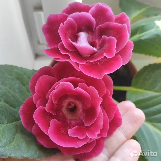 Глоксинии махровые и простые