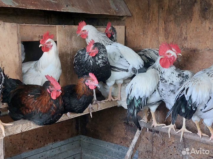 Куры молодки несушки доминант