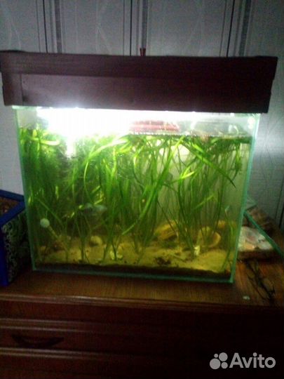 Рыбки и растения