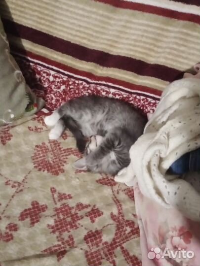 Котенок в дар