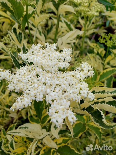 Садовые растения