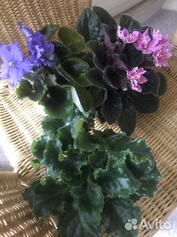 Комнатные цветы