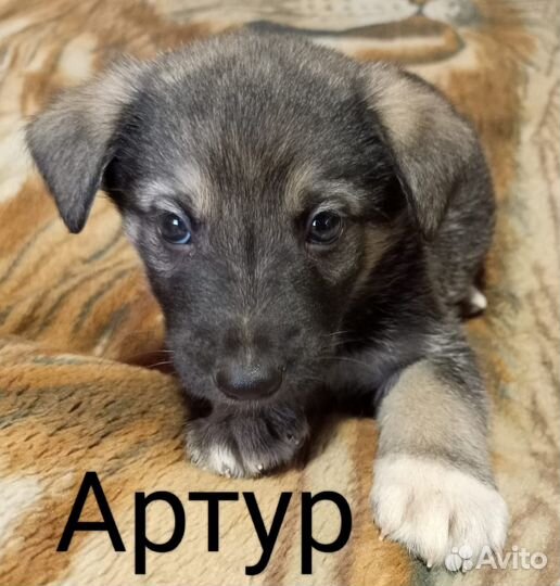 Щенки ищут дом