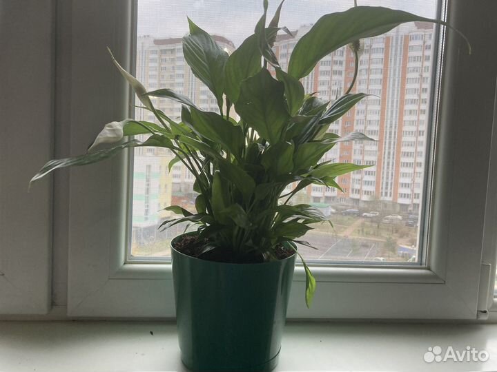 Спатифиллум