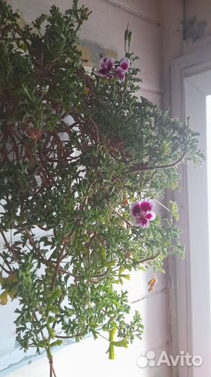 Пеларгония герань