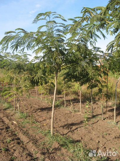 Саженцы Ленкоранская акация (Альбиция)