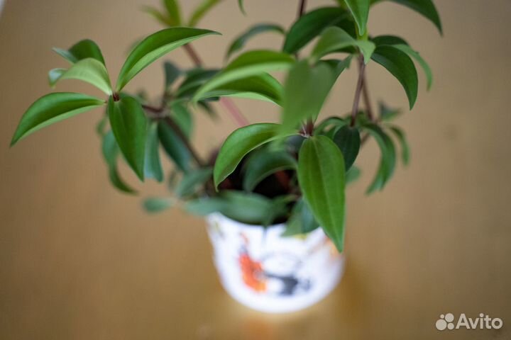 Пеперомия перескиелистная