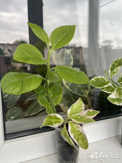 Педилантус вариегатный