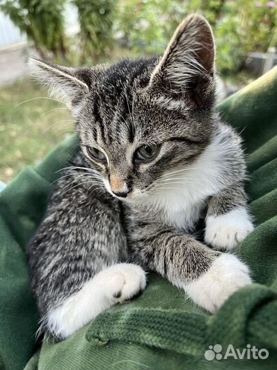 Котята ищут дом