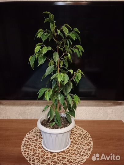 Фикус бенджамина