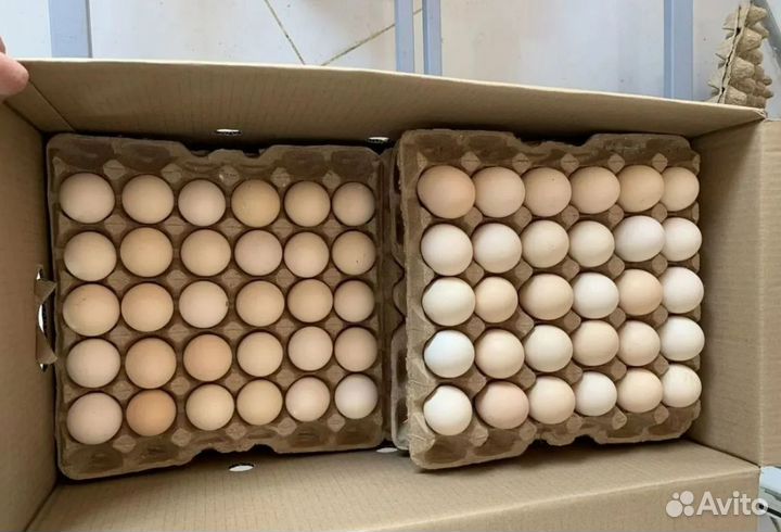 Инкубационные яйца на апрель