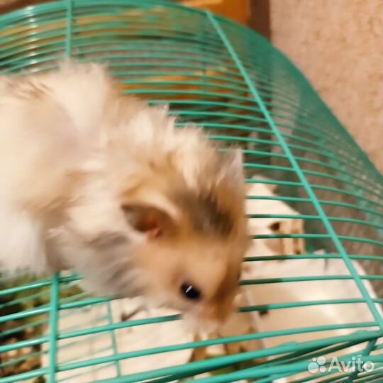 Сирийский хомяк мальчик