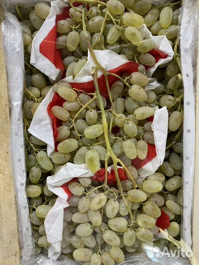 Виноград узбекистан