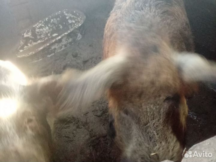 Поросята бронь