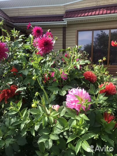 Обмен клубнями георгин