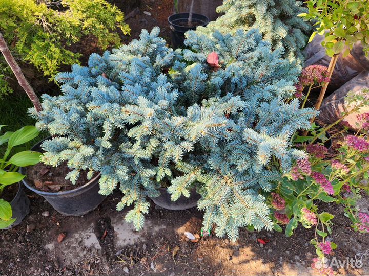 Ель глаука глобоза