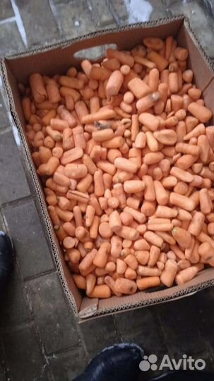 Морковь на корм животным