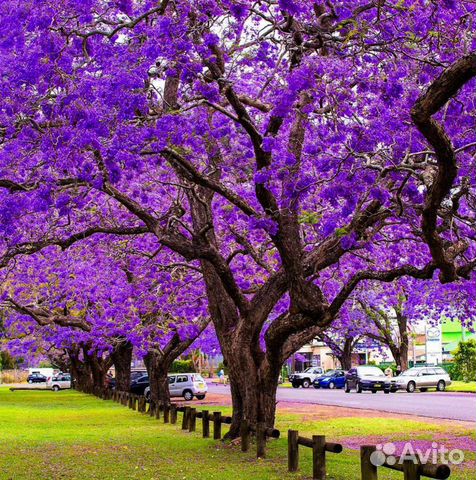 Павловния, Адамово дерево, саженцы/черенки