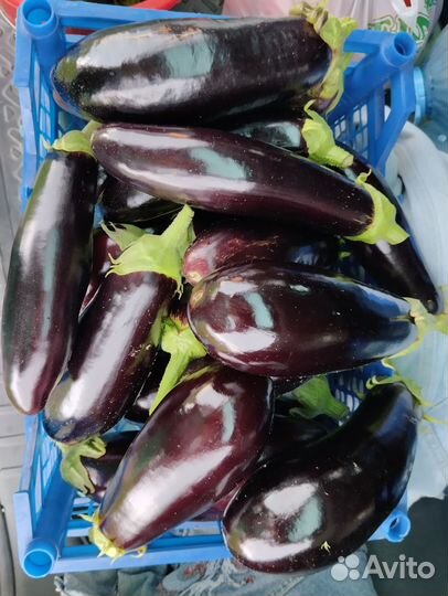 Огурцы, перцы, баклажан, кабачки