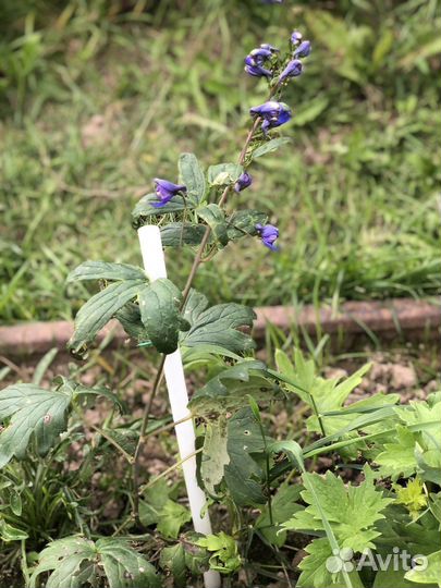 Дельфиниум новозеландский