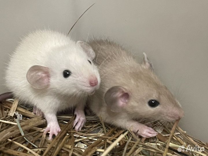 Ручной крысенок