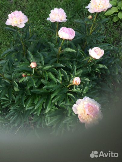 Пионы ранние,бордовые