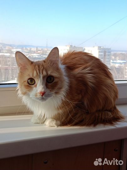 Кошка в дар бесплатно