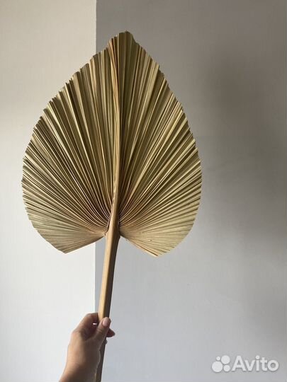 Листья Пальмы