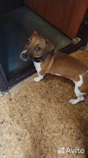 Передержка кошечек, и собак мелких и средних пород