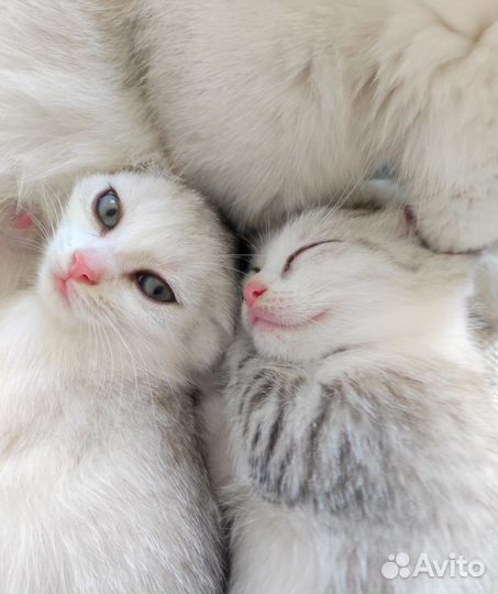 Необыкновенные котята