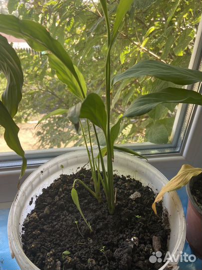 Спатифиллум