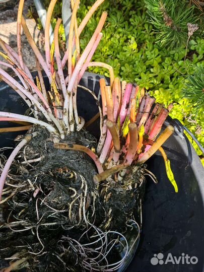 Нимфеи для пруда,белая