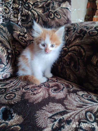 Котёнок