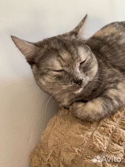 Отдадим кошку