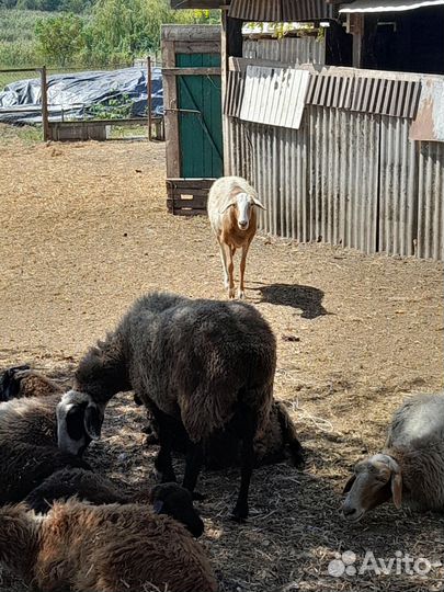 Овцы бараны