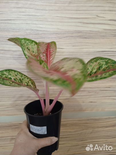 Аглаонемы сортовые