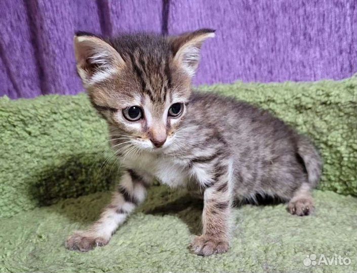 Котенок 1.5 месяца