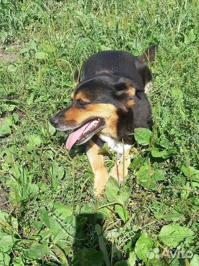 Собака в добрые руки отдам бесплатно