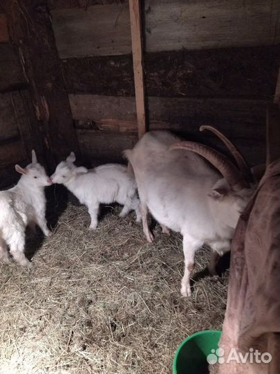 Молочные козы