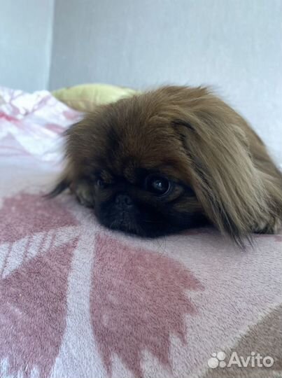 Вязка пекинес